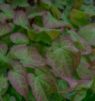 Horny Goat Weed (Leaf)