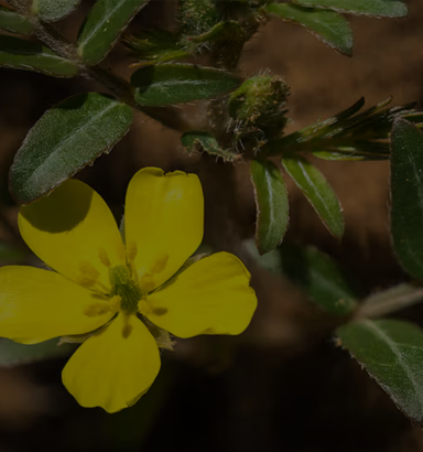 Tribulus Terrestris (Whole Herb and Fruit):